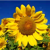Happy Sun Flower Best Self 